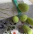NOSKA Soft Blend Sponge
